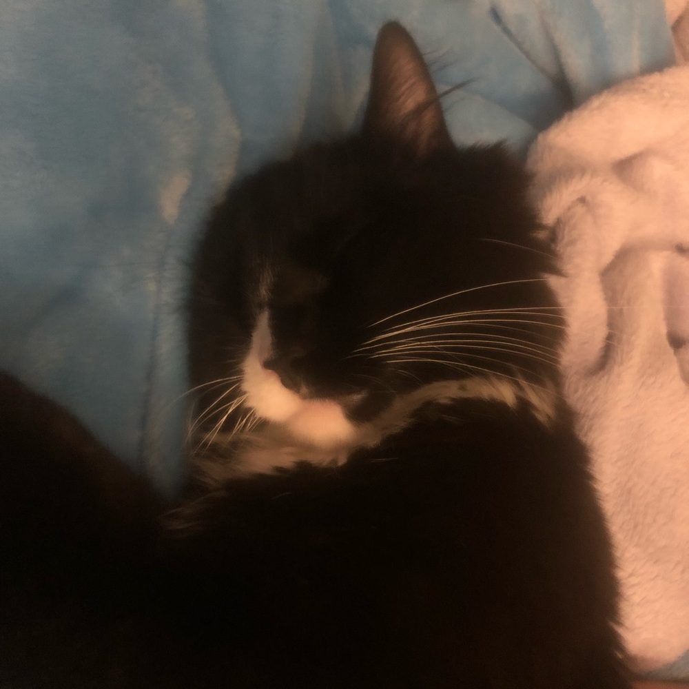 Meet your Posher, Arlo